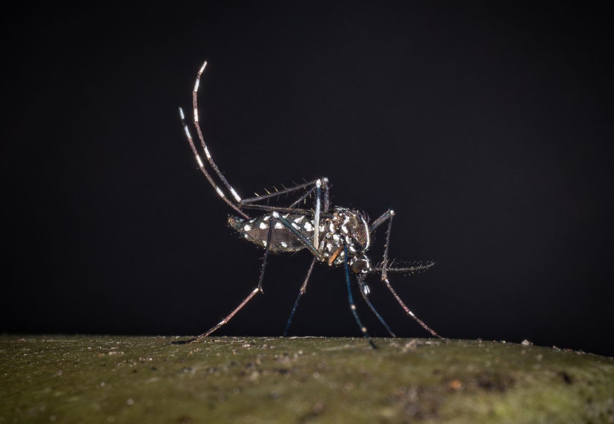 West Nile, al 23 luglio 32 casi di cui 21 in provincia di Latina