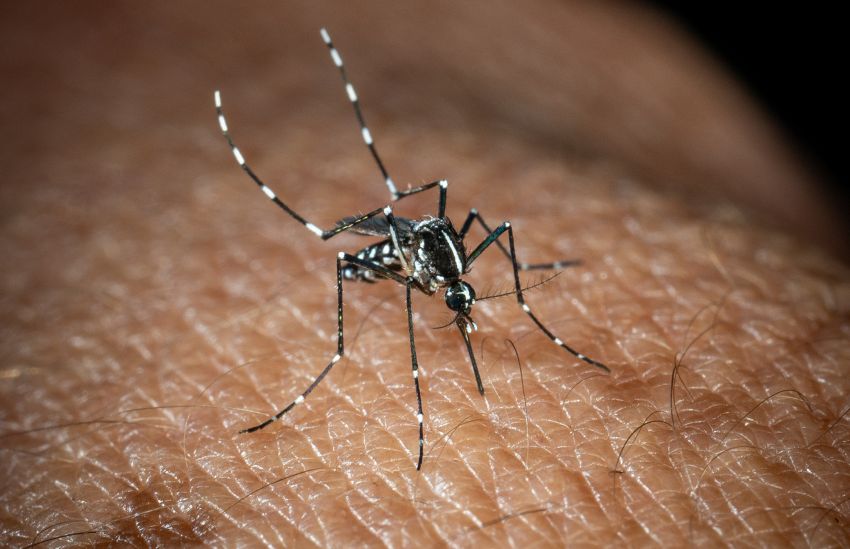 In Italia 351 casi di West Nile, 22 i decessi In Italia 351 casi di West Nile, 22 i decessi