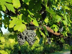 Aperture e chiusure di imprese in Emilia Romagna nel terzo trimestre 2025