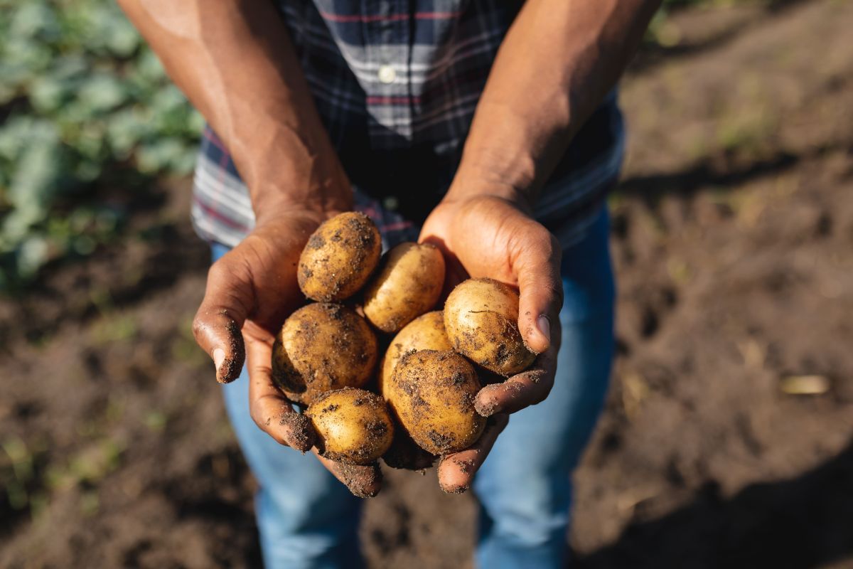 World Food Day, “Potatoes Forever!” celebra la sostenibilità World Food Day, “Potatoes Forever!” celebra la sostenibilità
