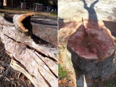 Piante a rischio caduta, iniziano a Reggio gli interventi per mettere in sicurezza il verde cittadino