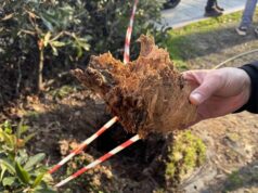 Intervento urgente per mettere in sicurezza piazzale Ramazzini a Carpi