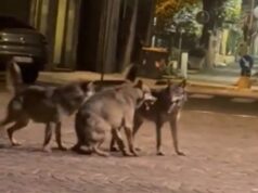 Lupi in centro a Maranello, Goldoni (FdI): “minimizzare non è governare. La sicurezza viene prima delle giustificazioni”