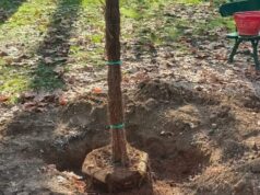 15 nuovi platani al Parco del Popolo per combattere la diffusione del cancro colorato