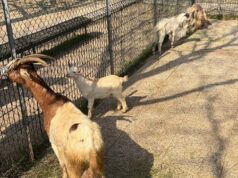 Sgozzate 4 caprette al Circolo Arci San Lazzaro