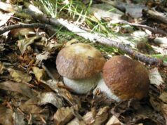 Al via la raccolta 2026 dei funghi spontanei su tutta la provincia di Modena