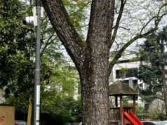 Sostegno alle vittime di reati predatori: il Comune di Reggio Emilia istituisce un fondo a favore dei cittadini che hanno subito danni materiali