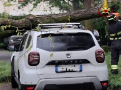 Pianta cade su auto nel parcheggio della piscina a Reggio Emilia