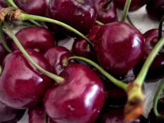 Tra mercati contadini, degustazioni, spettacoli e visite guidate, ecco “Vignola è tempo di ciliegie”