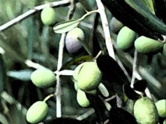 L’Olio dei Colli di Bologna si prepara a diventare il 46^ prodotto Dop e Igp dell’Emilia-Romagna
