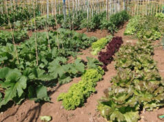 Formigine, assegnazione degli orti di Tabina