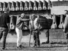 Si riaccende il grande schermo dell’Arena Stalloni in centro storico a Reggio Emilia