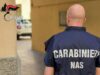 Controlli del NAS nell’Appennino reggiano, sequestrati suini privi di identificazione e tracciabilità
