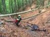 Ligonchio: recuperato dai Vigili del fuoco cavallo caduto in un canalone. L’animale è in buono stato di salute