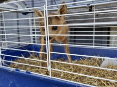 Vetto: illecito prelievo, detenzione e maltrattamento di un cucciolo di capriolo. Due denunce