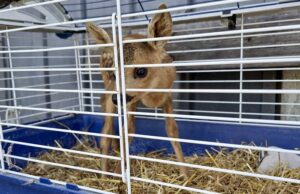 Vetto: illecito prelievo, detenzione e maltrattamento di un cucciolo di capriolo. Due denunce